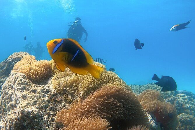 2 Dives in the morning for certified divers in Bora Bora - Marine Life Encounters That Make It Special