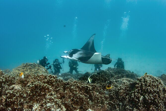 2 Dives in the morning for certified divers in Bora Bora - What the Reviews Say