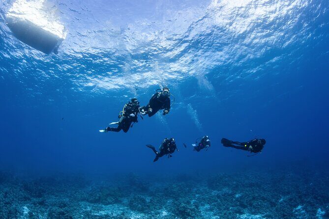 2 Dives in the morning for certified divers in Bora Bora - Who Should Consider This Tour?