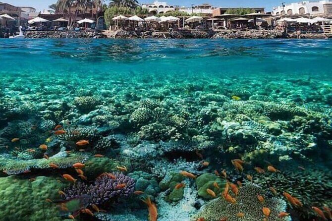 2 Diving stops at the most beautiful coral reefs Hurghada - Who Should Consider This Tour?