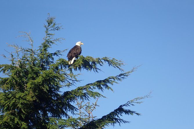 2 Hour Alaska Rainforest Walk and Totem Park Small Group Tour - Who will love this tour?