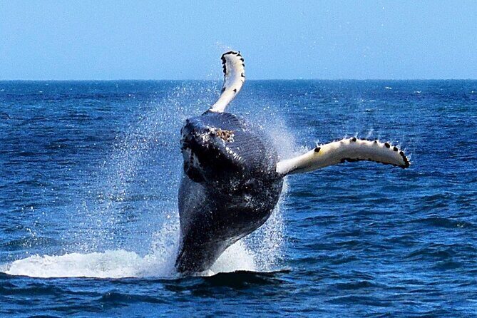 2 Hour Award-Winning Whale and Seabird Boat Tour from St. John's - Exploring the Itinerary: What to Expect on Your Voyage