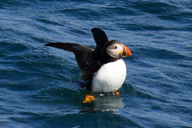 2 Hour Award-Winning Whale and Seabird Boat Tour from St. John's - Authentic Experiences and Honest Feedback