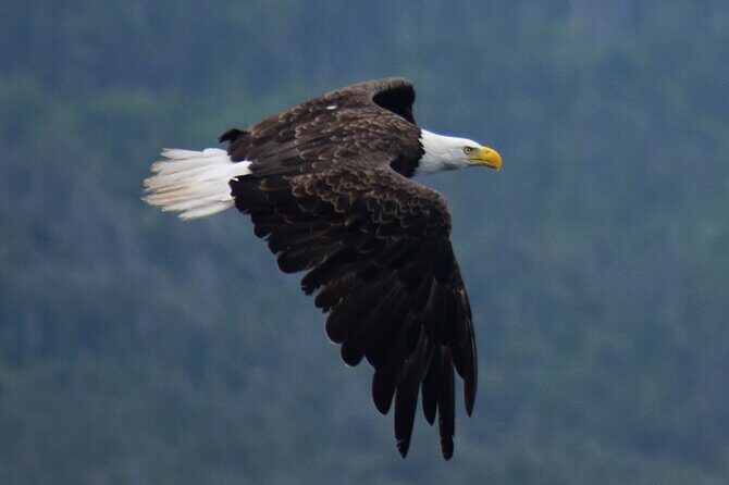 2 Hour Award-Winning Whale and Seabird Boat Tour from St. John's - Who Will Love This Tour?