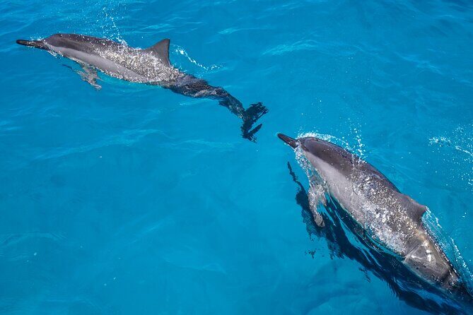 2 Hour Big Island Dolphin Watching and Sea Turtle Snorkel Tour - What to Expect on the Tour