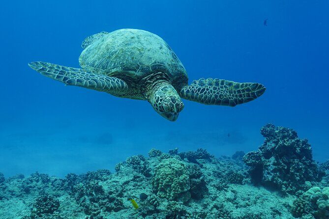 2 Hour Big Island Dolphin Watching and Sea Turtle Snorkel Tour - Who Should Consider This Tour?