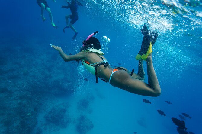 2 Hour Big Island Dolphin Watching and Sea Turtle Snorkel Tour - The Sum Up
