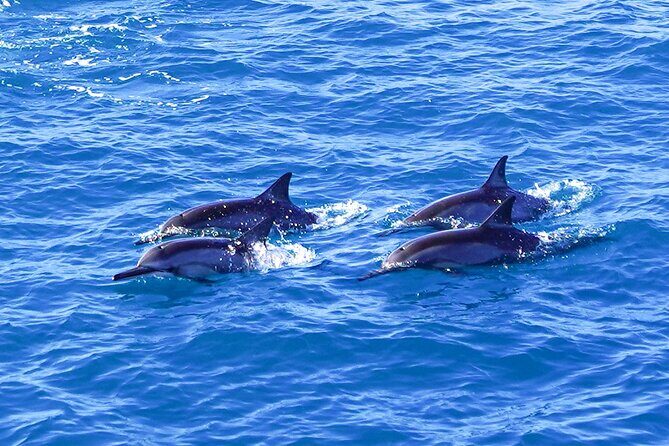 2 Hour Big Island Dolphin Watching and Sea Turtle Snorkel Tour - FAQ