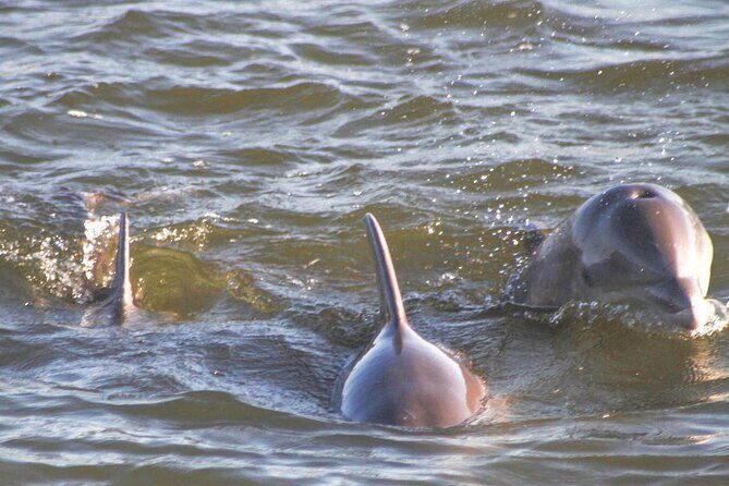 2-Hour Dolphin and Nature Eco Tour from Orange Beach - What the Location and Duration Mean for You
