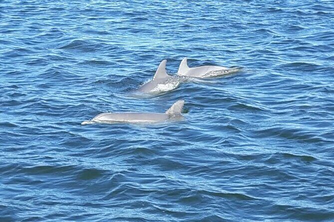 2-Hour Dolphin and Nature Eco Tour from Orange Beach - Authentic Experiences and Authentic People
