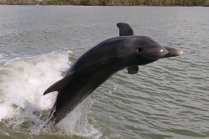 2 Hour Dolphin, Birding and Shelling Tour - Discover the Wildlife of Florida’s Ten Thousand Islands on a 2-Hour Boat Tour