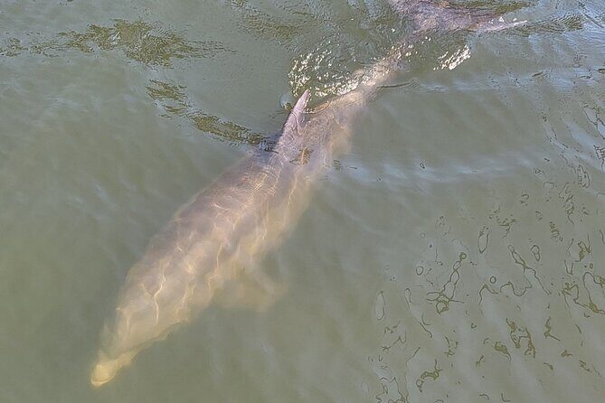 2 hour Dolphin Sightseeing Tour in Melbourne Florida - Why This Tour Is a Great Choice