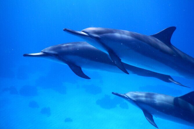 2-Hour Dolphin Watching and Double Reef with Snorkel in Hawaii - Key Points