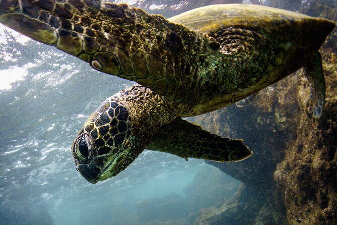 2-Hour Dolphin Watching and Double Reef with Snorkel in Hawaii - The Experience in Detail