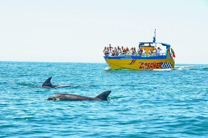 2 Hour Dolphin Watching Experience in Muscat - The Value of the Tour