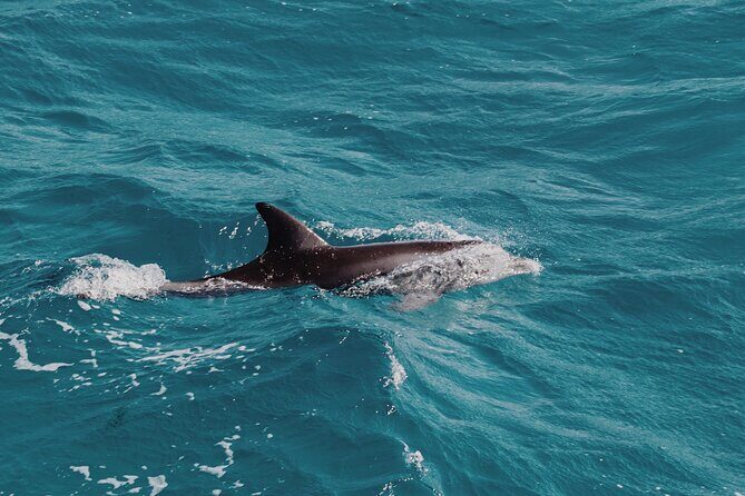 2 Hour Dolphin Watching Experience in Muscat - Authentic Experiences from Reviews