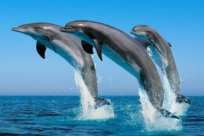 2 Hour Dolphin Watching Experience in Muscat - The Sum Up