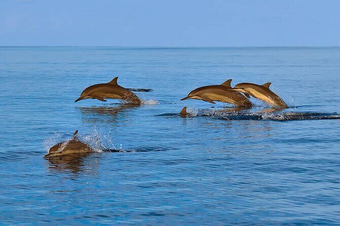 2 Hour Dolphin Watching Experience in Muscat - FAQ