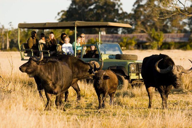 2-Hour Game Drive at the Plettenberg Bay Game Reserve - Exploring the Plettenberg Bay Game Reserve: A Practical Look at the 2-Hour Safari