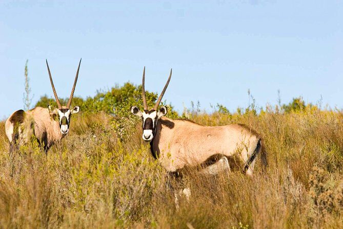 2-Hour Game Drive at the Plettenberg Bay Game Reserve - Key Points
