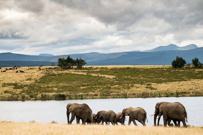 2-Hour Game Drive at the Plettenberg Bay Game Reserve - The Pricing and Its Value