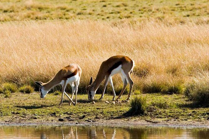 2-Hour Game Drive at the Plettenberg Bay Game Reserve - Who Will Enjoy This Tour?