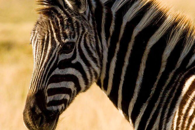 2-Hour Game Drive at the Plettenberg Bay Game Reserve - Practical Tips for Your Visit