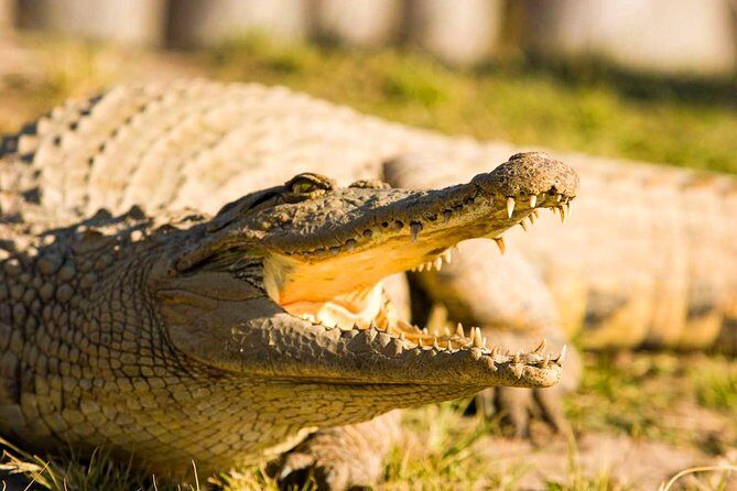 2-Hour Game Drive at the Plettenberg Bay Game Reserve - FAQs