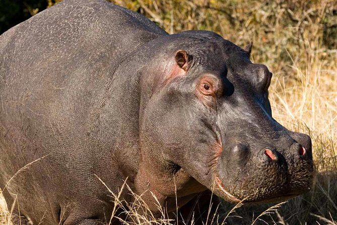 2-Hour Game Drive at the Plettenberg Bay Game Reserve - Final Thoughts