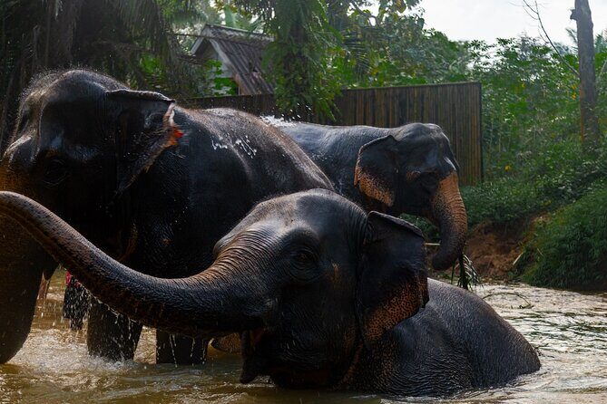 2-Hour Guided Eco-Tour & Transfer to Khaolak Elephant Sanctuary - The Ethical Edge and Resident Care