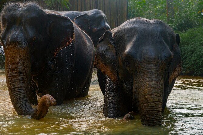 2-Hour Guided Eco-Tour & Transfer to Khaolak Elephant Sanctuary - The Sum Up: Who Should Consider This Tour?