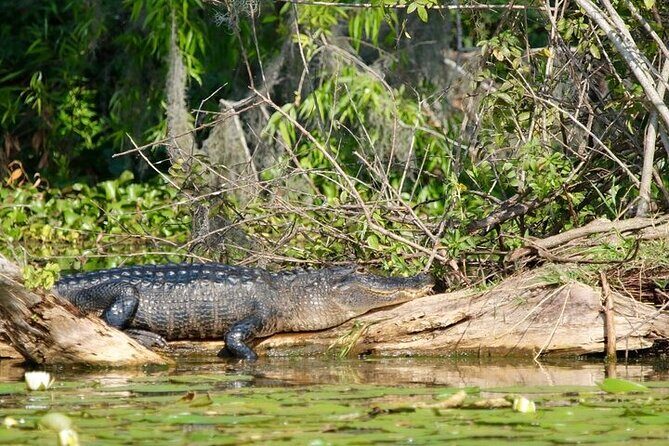 2 Hour Historical Wildlife Tour of the Chain of Lakes - The Itinerary in Detail