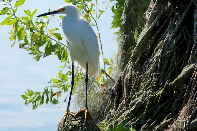 2 Hour Historical Wildlife Tour of the Chain of Lakes - Practical Tips for Your Tour