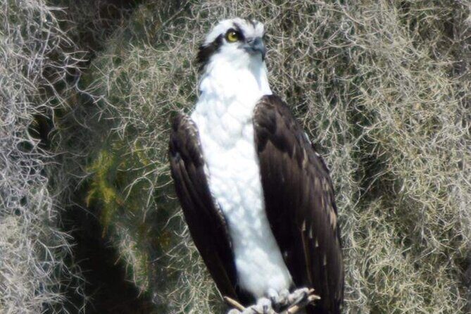 2 Hour Historical Wildlife Tour of the Chain of Lakes - FAQs