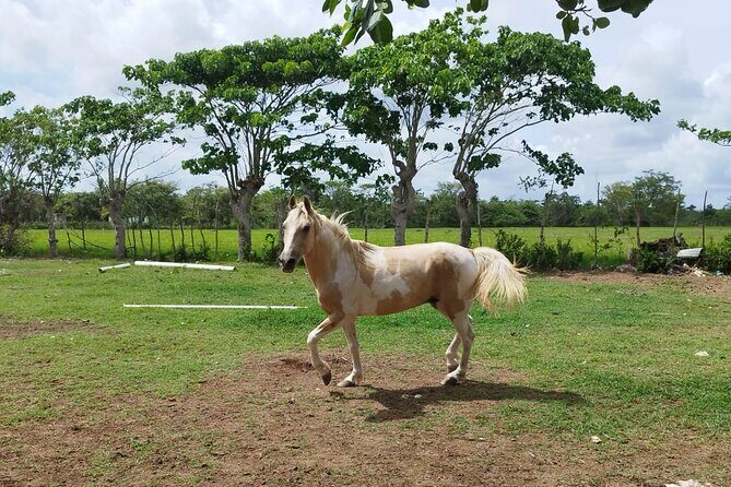 2-Hour Horseback Riding Tour at Sunset from Punta Cana - FAQ
