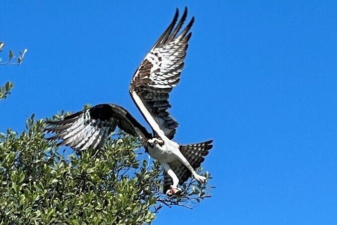 2- Hour Jungle Tour at Prehistoric Preserve Site in Fort Pierce - A Closer Look at the Experience