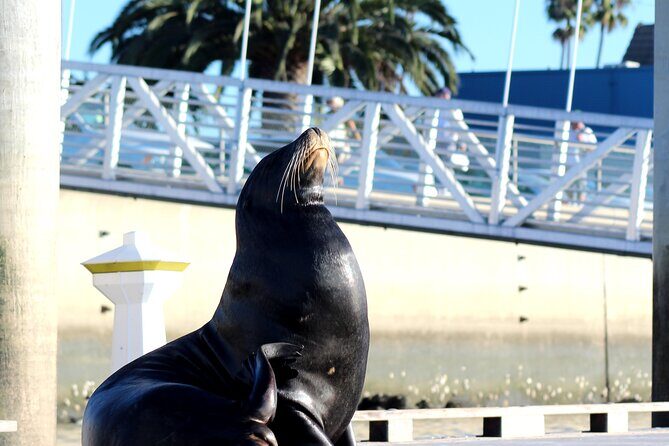 2-Hour Kayak or Paddleboard with Sea Lions in Marina del Rey - What To Bring and Consider