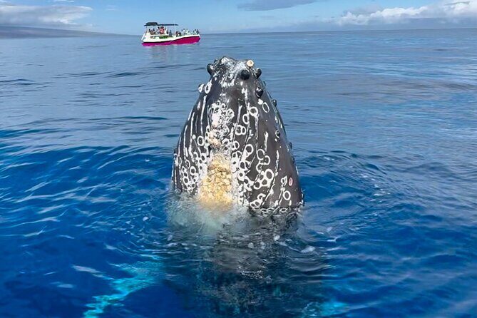 2 hour Lahaina Sunrise Whale Watch - Exploring the 2-Hour Lahaina Sunrise Whale Watch: A Genuine Look