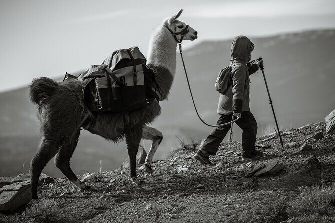 2-Hour Llama Hike - Practical Details and Tips