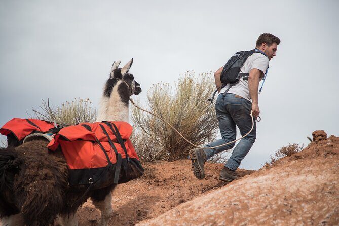 2-Hour Llama Hike - The Sum Up