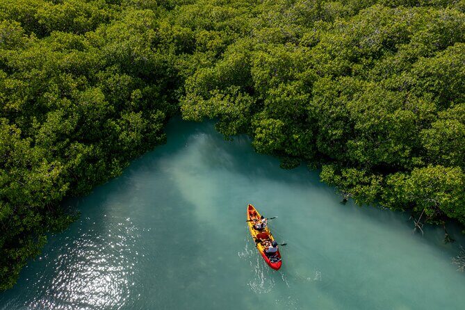 2 Hour Mangrove Kayak and Snorkel Tour - Who Will Love This Tour