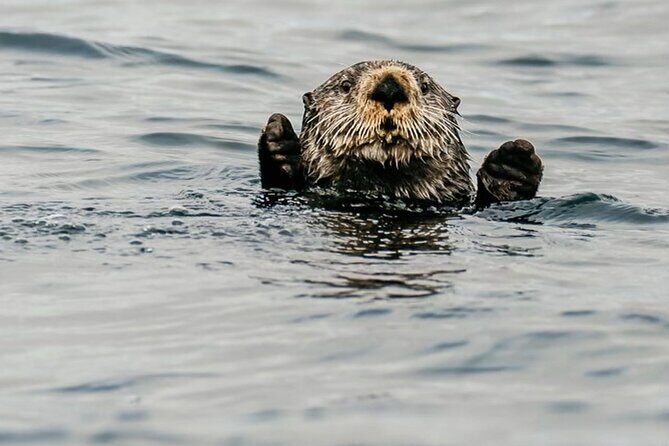 2-Hour Marine Wildlife Tour in Sitka - An In-Depth Look at This Wildlife Adventure