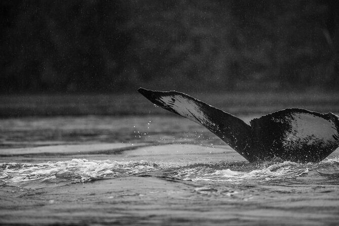 2-Hour Marine Wildlife Tour in Sitka - Who Will Love This Tour?