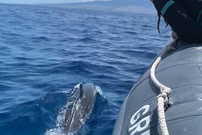 2 Hour Maui Dolphin Watch Sightsee Raft Tour (Semi-Private) - A Close-Up Look at Maui’s Marine Life on a Semi-Private Dolphin Watch Raft Tour