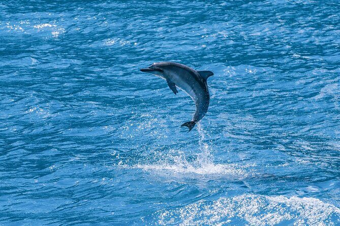 2 Hour Maui Dolphin Watch Sightsee Raft Tour (Semi-Private) - Comparing Value and Cost