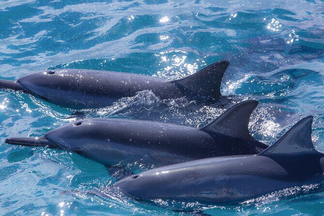 2 Hour Maui Dolphin Watch Sightsee Raft Tour (Semi-Private) - The Sum Up