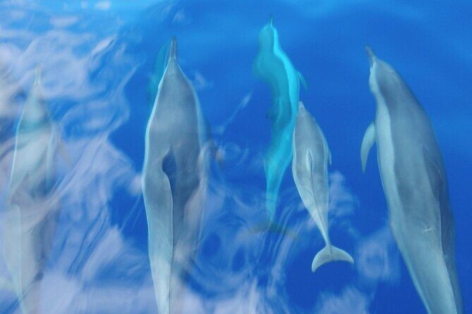 2 Hour Maui Dolphin Watch Sightsee Raft Tour (Semi-Private) - FAQ