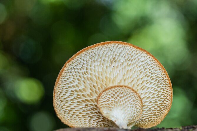 2-Hour Mushroom Photography Activity in Cairns Botanic Gardens - FAQs