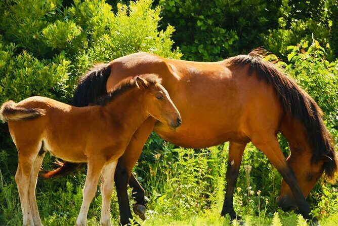 2-hour Outer Banks Wild Horse Tour by 4WD Truck - Frequently Asked Questions