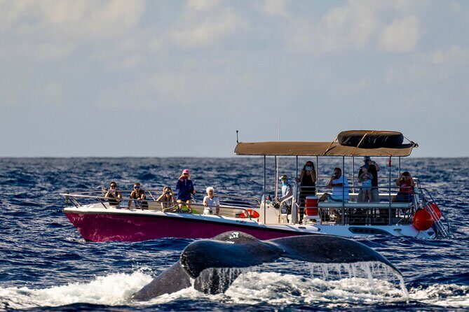 2 Hour Prime Time Maui Whale Watching - Key Points